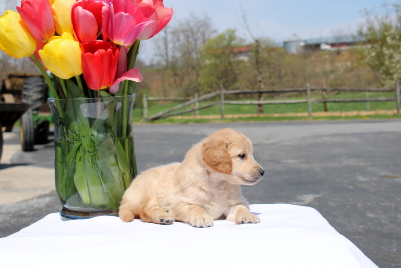 puppy, for, sale, Mini Goldendoodle F2, Matthew B. Stoltzfus, dog, breeder, Gap, PA, dog-breeder, puppy-for-sale, forsale, nearby, find, puppyfind, locator, puppylocator, aca